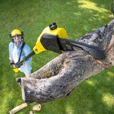 Best Arborist Consultation Services  in North Manchester, IN