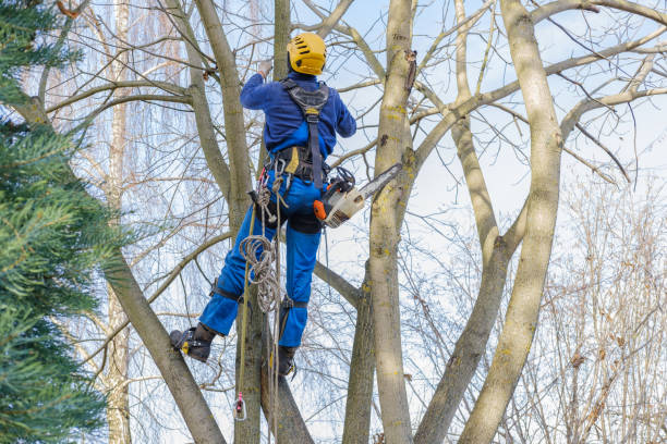 Best Tree Trimming and Pruning  in North Manchester, IN